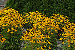 Goldsturm Coneflower (Rudbeckia fulgida 'Goldsturm') at Green Thumb Garden Centre
