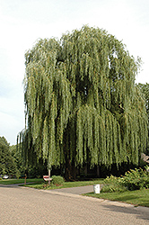 Golden Weeping Willow (Salix alba 'Tristis') at Peter Knippel Garden Centre