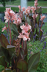 Constitution Canna (Canna 'Constitution') at Lakeshore Garden Centres