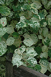 Variegated Japanese Fleeceflower (Fallopia japonica 'Variegata') at Lakeshore Garden Centres