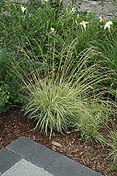 Variegated Moor Grass (Molinia caerulea 'Variegata') at A Very Successful Garden Center