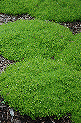 Irish Moss (Sagina subulata) at A Very Successful Garden Center