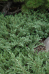 Pioneer Juniper (Juniperus communis 'Pioneer') at Lakeshore Garden Centres