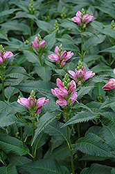 Lyon's Turtlehead (Chelone lyonii) at Lakeshore Garden Centres