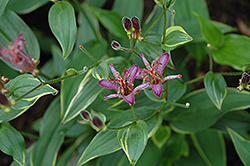 Gilt Edge Toad Lily (Tricyrtis formosana 'Gilt Edge') at Lakeshore Garden Centres