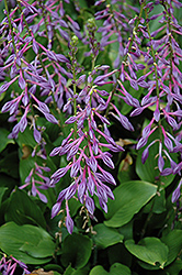 Closed-Flower Hosta (Hosta clausa) at Lakeshore Garden Centres
