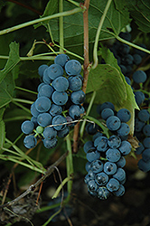 Valiant Grape (Vitis 'Valiant') at Golden Acre Home & Garden