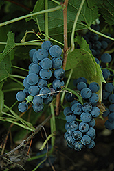 Valiant Grape (Vitis 'Valiant') at Lakeshore Garden Centres