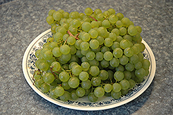 Morden 9703 Grape (Vitis 'Morden 9703') at Lakeshore Garden Centres