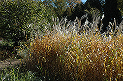 Maiden Grass (Miscanthus sinensis) at Mainescape Nursery