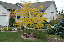 Prairie Silk Honeylocust (Gleditsia triacanthos 'Prairie Silk') at Lakeshore Garden Centres
