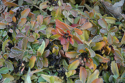 Selskian Stonecrop (Sedum selskianum) at Lakeshore Garden Centres