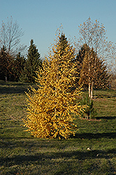 European Birch (Betula pendula) at Lakeshore Garden Centres