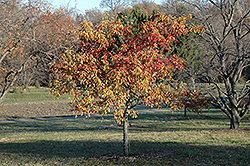 Sugar Tyme Flowering Crab (Malus 'Sugar Tyme') at Lakeshore Garden Centres