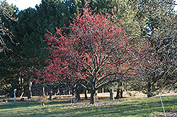 Prairie Crab Apple (Malus ioensis) at Lakeshore Garden Centres