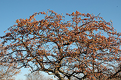 Spring Sensation Flowering Crab (Malus 'Spring Sensation') at Lakeshore Garden Centres