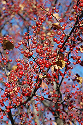 Zumirang Flowering Crab (Malus 'Zumirang') at Lakeshore Garden Centres