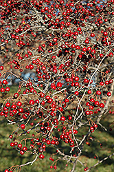 Russian Hawthorn (Crataegus ambigua) at Lakeshore Garden Centres