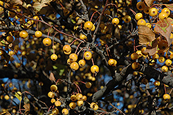 Bob White Flowering Crab (Malus 'Bob White') at Lakeshore Garden Centres