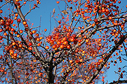 Indian Magic Flowering Crab (Malus 'Indian Magic') at Lakeshore Garden Centres