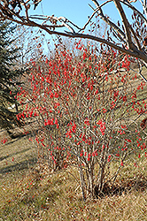 Korean Barberry (Berberis koreana) at Lakeshore Garden Centres