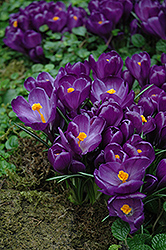 Flower Record Crocus (Crocus 'Flower Record') at Lakeshore Garden Centres