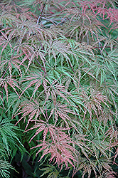 Cutleaf Japanese Maple (Acer palmatum 'Asplenifolium') at Lakeshore Garden Centres