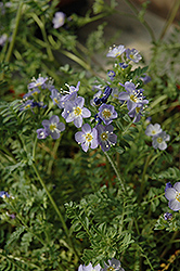 Iceberg Point Jacob's Ladder (Polemonium boreale 'Iceberg Point') at Lakeshore Garden Centres