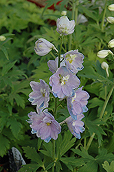 Guardian Lavender Larkspur (Delphinium 'Guardian Lavender') at Golden Acre Home & Garden