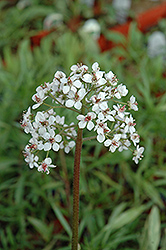 Umbrella Plant (Darmera peltata) at Lakeshore Garden Centres