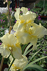 Summer Olympics Iris (Iris 'Summer Olympics') at Lakeshore Garden Centres