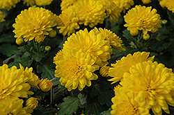 Golden Marilyn Chrysanthemum (Chrysanthemum 'Golden Marilyn') at Lakeshore Garden Centres