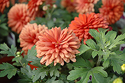 Jennifer Chrysanthemum (Chrysanthemum 'Jennifer') at Lakeshore Garden Centres