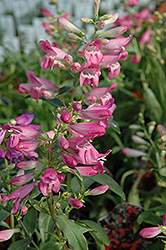 Dwarf Rondo Mix Beard Tongue (Penstemon 'Nana Rondo Mix') at Lakeshore Garden Centres