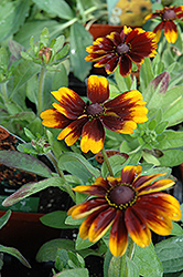 Cordoba Coneflower (Rudbeckia hirta 'Cordoba') at Lakeshore Garden Centres