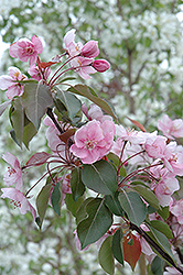 Selkirk Flowering Crab (Malus 'Selkirk') at Lakeshore Garden Centres