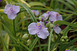 Little Doll Spiderwort (Tradescantia x andersoniana 'Little Doll') at Lakeshore Garden Centres