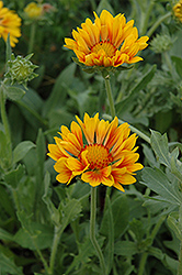 Oranges And Lemons Blanket Flower (Gaillardia x grandiflora 'Oranges And Lemons') at Lakeshore Garden Centres