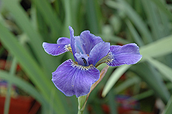 Silver Edge Siberian Iris (Iris sibirica 'Silver Edge') at Golden Acre Home & Garden
