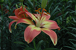 Jacqueline Lily (Lilium 'Jacqueline') at Lakeshore Garden Centres