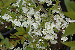Convoy Cherry-Plum (Prunus 'Convoy') at Lakeshore Garden Centres