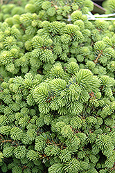 Little Gem Spruce (Picea abies 'Little Gem') at The Mustard Seed