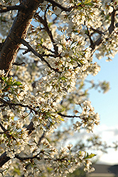 Pembina Plum (Prunus 'Pembina') at Golden Acre Home & Garden