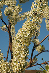 Grenville Plum (Prunus 'Grenville') at Lakeshore Garden Centres