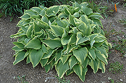 Sundance Hosta (Hosta 'Sundance') at Lakeshore Garden Centres
