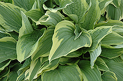 Sundance Hosta (Hosta 'Sundance') at Lakeshore Garden Centres