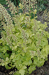 Strike It Rich Gold Foamy Bells (Heucherella 'Strike It Rich Gold') at Lakeshore Garden Centres