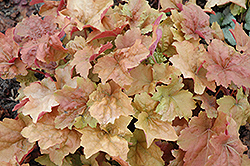 Dolce Creme Brulee Coral Bells (Heuchera 'Tnheu041') at Lakeshore Garden Centres