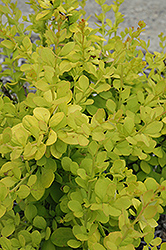 Golden Carousel Japanese Barberry (Berberis 'Bailsel') at Lakeshore Garden Centres