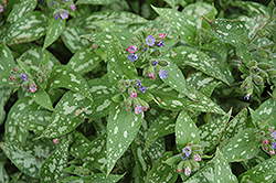 Gaelic Spring Lungwort (Pulmonaria 'Irish Spring') at Lakeshore Garden Centres